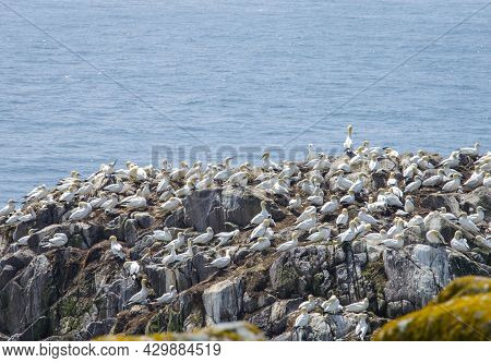 Birds At Saltee Islands In Wexford Ireland.