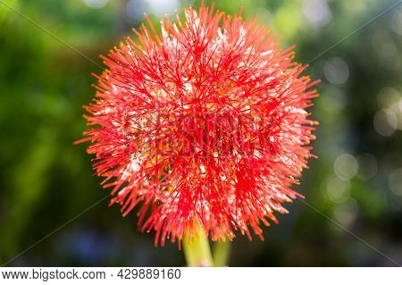 Close Up Of Fireball Red Blood Lily Blooming In Front Of The Sun, Haemanthus Multiflorus.