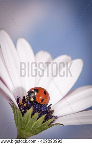 Ladybug On White And Purple Flower. Red Insect With Black Dots. Microphotography.