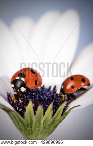 Ladybug On White And Purple Flower. Red Insect With Black Dots. Microphotography.