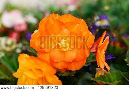 Orange Hybrid Begonia Tuberhybrida Flower With Pink Rim Petals In Summer Garden