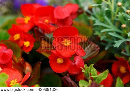 Red And Pink Hybrid Begonia Tuberhybrida Flower In Summer Garden