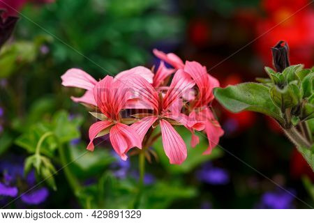 Closeup Of Pink Ivy Geraniums Pelargonium Peltatum Flowers And Foliage