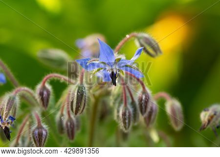 Borage Borago Officinalis Flowers Blossoms And Buds In Summer Garden