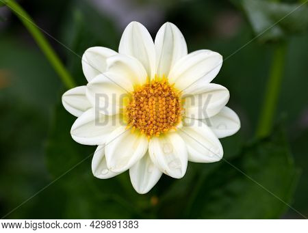 White Open-centred Dahlia Flower In Summer Cottage Garden