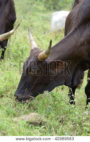 Afrika inek