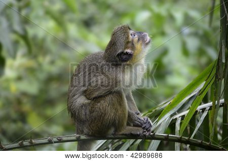 Talapoin Cameroun