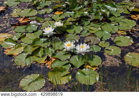 Nymphaea Alba Flowering Plants. White Waterlily Flowers In The Decorative Pond.