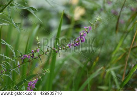 Lythrum Anceps (loosestrife) Flowers. Lythraceae Perennial Plant.