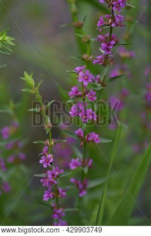 Lythrum Anceps (loosestrife) Flowers. Lythraceae Perennial Plant.