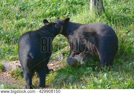 Bright Summer Closeup Of Two Young Black Bears Interacting In A Grassy Meadow Habitat, At The Vince 