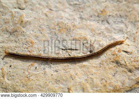 Poptrait, A Close-up Of A Millipede, Centipede On A Stone.