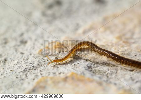 Poptrait, A Close-up Of A Millipede, Centipede On A Stone.