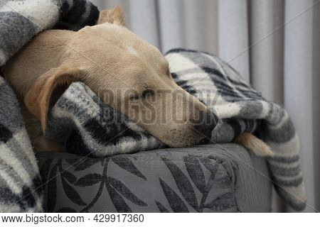 Tired Dog Sleeping Under Blanket On Ottoman, Sheet Covering Most Of Body, Leaving Only Face Uncovere