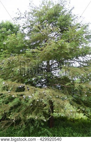 Bald Cypress (taxodium Distichum) Nuts. Cupressaceae Deciduous Conifer