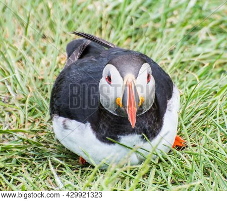 Puffin In The Beautiful Countryside Nature Of Hafnarholmi In Borgarfjordur Eystri In Iceland