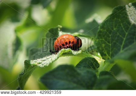 Macro Of An Orange Potato Beetle Larvea
