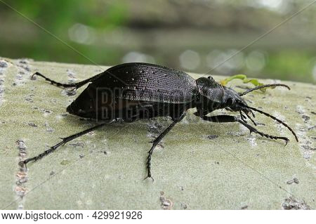A Purple Rimmed Carabus Beetle Crawls On A Tree Trunk