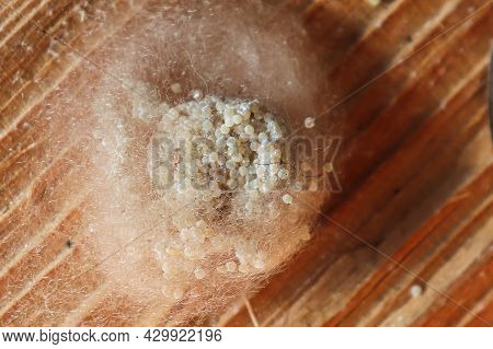 Egg Sac From A Cat-faced Or Jewel Spider