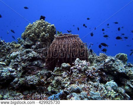 A Giant Barrel Sponge In A Shallow Reef Maniquin Island Philippines