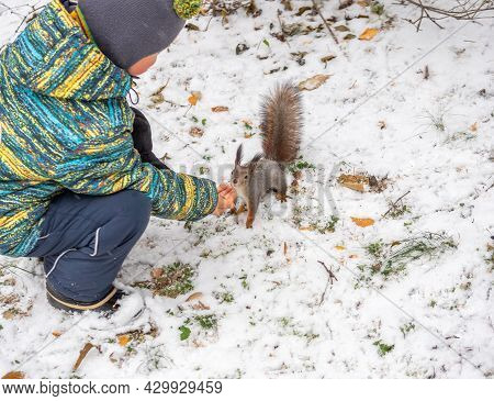 A Little Boy In Winter Feeds A Squirrel With A Nut. Cute Little Boy Feeding Squirrel At Winter Park