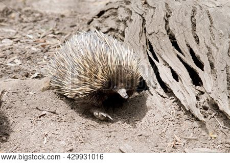 The Echidna Is A Brown Marsupial With Prickly Spines For Potection