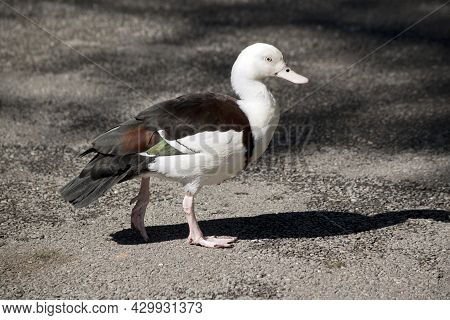 This Is A Sideview Of A Radjah Shelduck