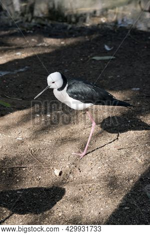 The Black Winged Stilt Is A Black And White Seabird With A Long Narrow Black Beak
