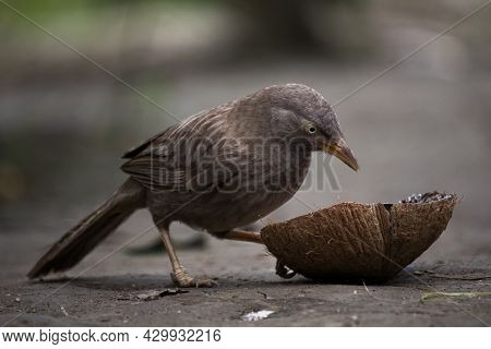 Beautiful Indian Jangle Babbler Bird Eating Coconut