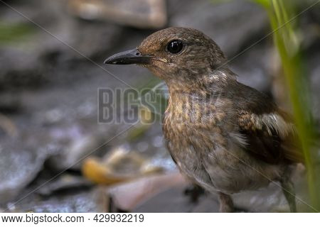 Beautiful Indian Oriental Magpie Robin Female Bird Finding His Food