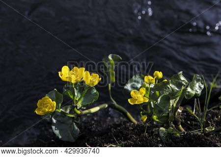 Wildflowers On The Bank Of The River, Wild Yellow Pitcher On The Water Background