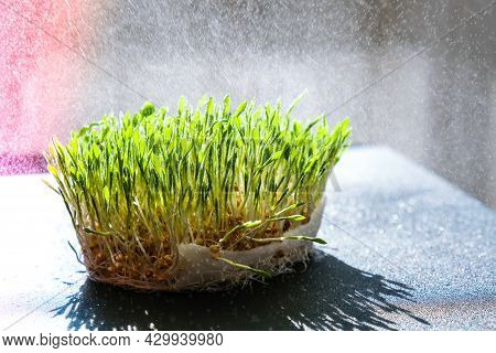 Germination Sprouted Wheat On Table. Roots, Food, Health. Micro Green Sprouts. Organic, Vegan Health