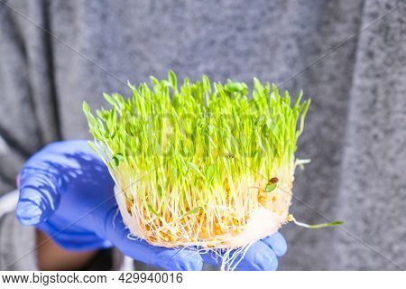 Female Hands Hold Sprouted Wheat On Table. Roots, Food, Health. Micro Green Sprouts. Organic, Vegan 