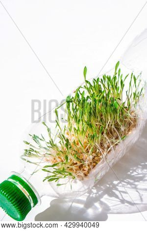 Young Green Plants In Plastic Bottle. Ecology And Environmental Conversation. Earth Day Concept. Glo