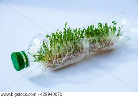 Young Green Plants In Plastic Bottle. Ecology And Environmental Conversation. Earth Day Concept. Glo