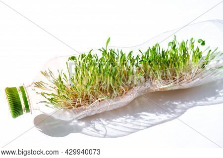 Young Green Plants In Plastic Bottle. Ecology And Environmental Conversation. Earth Day Concept. Glo