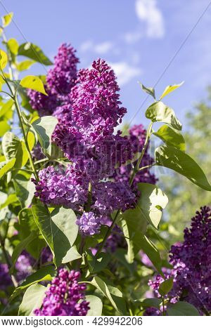 Siringa Blossom Natrual Blooming Flower Lilac Lilac Color, Vertical Photography