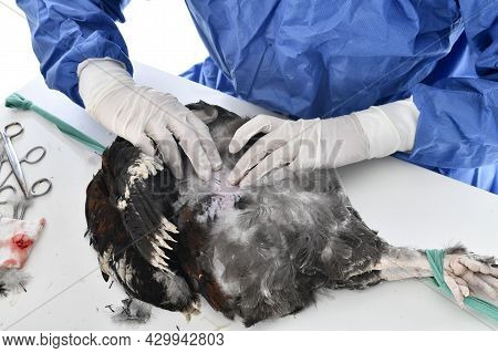Picture Of Caponize A Rooster On White Background