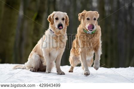 Two golden retriever dogs outdoor looking at food and lick their noses with tonques ready to eat. Doggy sitting on the snow in winter wood