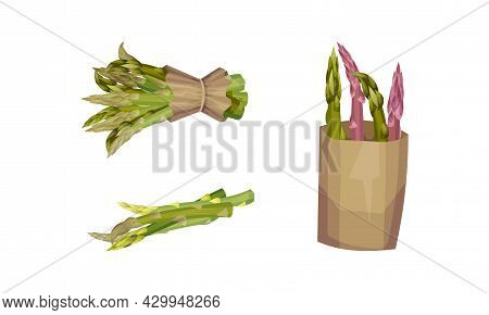 Fresh Green Asparagus Stems Set. Bunches Of Raw Asparagus In Paper Bag Vector Illustration