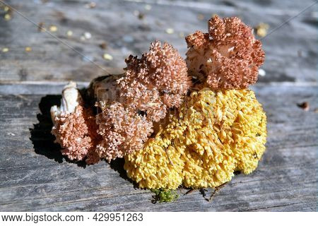 Forest Edible Mushroom Ramaria Flava On The Background Of An Old Wooden Table Close-up.