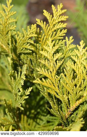Lawsons Cypress Sunkist - Latin Name - Chamaecyparis Lawsoniana Sunkist