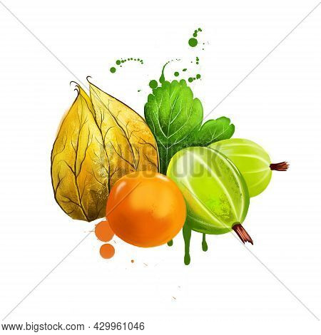 Gooseberry Fruit Isolated On White Background. Ribes Uva-crispa Or Ribes Grossularia, Species Of Rib