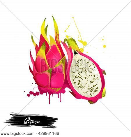 Pitaya Fruit Isolated On White Background. Ripe Pitahaya , Dragon Fruit, Genus Hylocereus. Indonesia