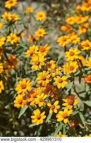 Orange Narrowleaf Zinnia - Latin Name - Zinnia Angustifolia