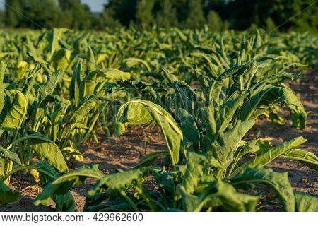 Close-up Of A Field With Half-dried Sugar Beet On A Hot Sunny Summer Day. The Concept Of Crop Dewate