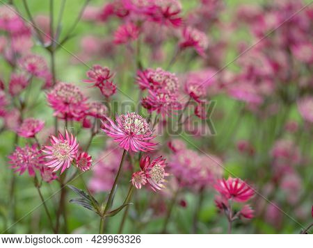 Pretty Flowers Of Masterwort Astrantia Major Ruby Star