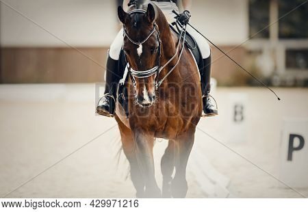 Equestrian Sport. Portrait Sports Stallion In The Double Bridle.the Legs Of The Rider In The Stirrup
