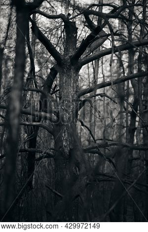 Black And White Image Of A Burnt Pine Forest After A Strong Fire. A Spooky Halloween Look