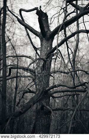 Black And White Image Of A Burnt Pine Forest After A Strong Fire. A Spooky Halloween Look